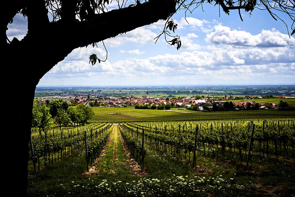 Riesling Wine Harvest 2027 — Rhineland-Palatinate